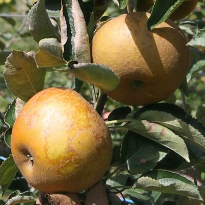 Pomme Reinette du Canada
