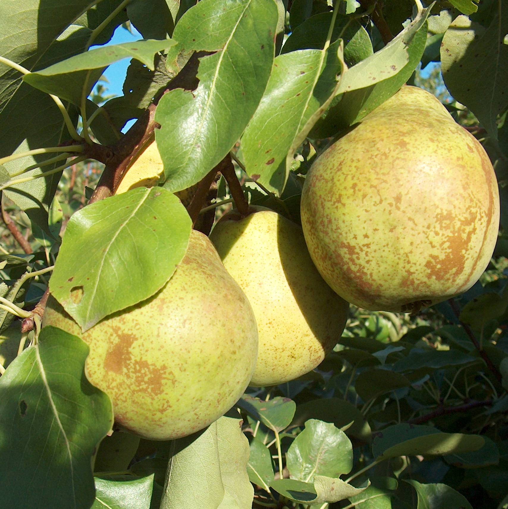 Poire Catillac Les bons plants du Quercy