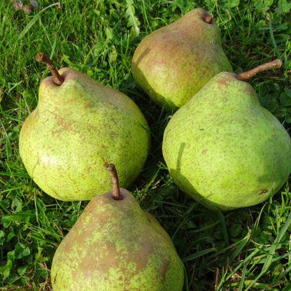Poire Catillac Les bons plants du Quercy