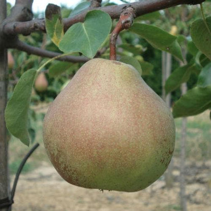 Poire Catillac Les bons plants du Quercy