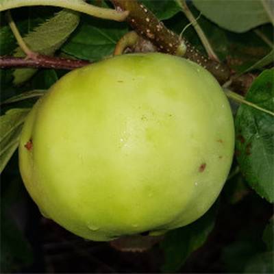 Pomme Charden Les bons plants du Quercy