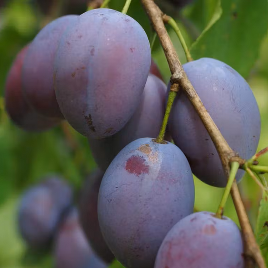 Prune d'Ente Les bons plants du Quercy