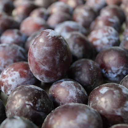 Prune d'Ente Les bons plants du Quercy