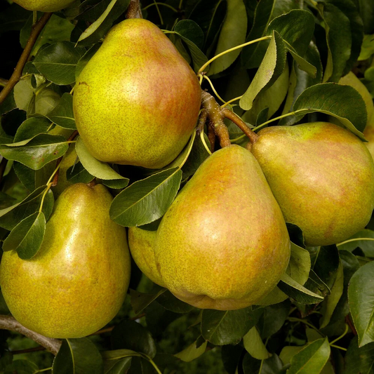 Poire Doyenné du Comice Les bons plants du Quercy