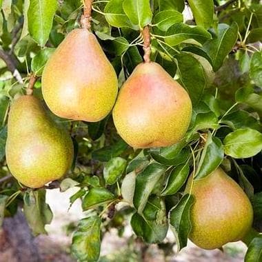 Poire Doyenné du Comice Les bons plants du Quercy