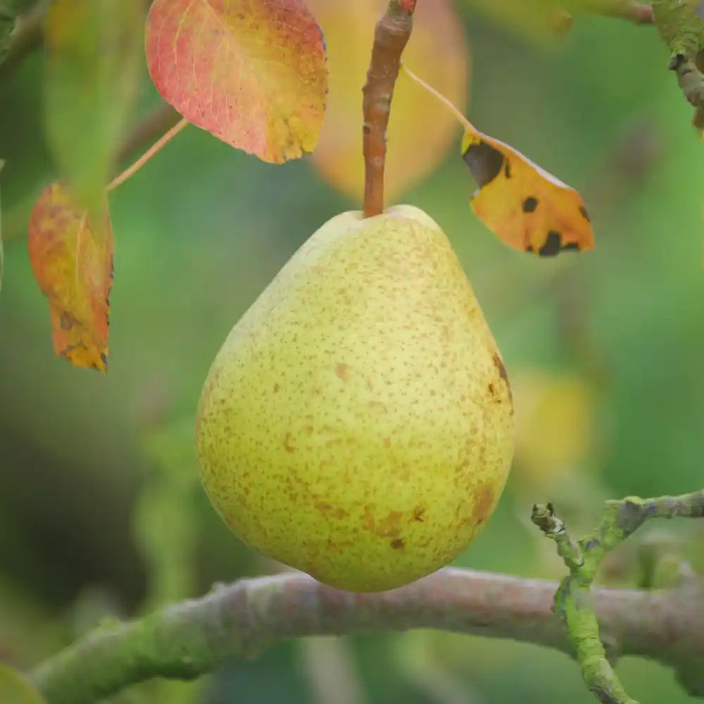 Poire Duchesse d'Angoulême Les bons plants du Quercy