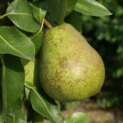 Poire Duchesse d'Angoulême Les bons plants du Quercy