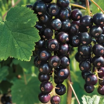 Cassis Cotswold cross