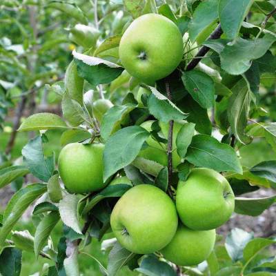 Pomme Granny Smith Les bons plants du Quercy