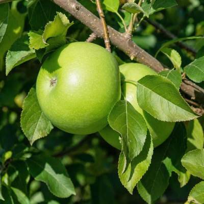 Pomme Granny Smith Les bons plants du Quercy