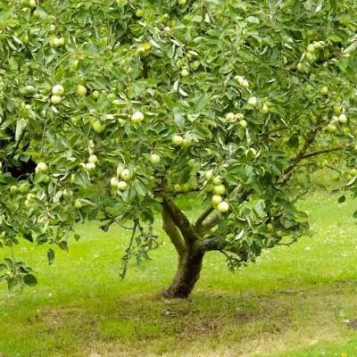 Pomme Granny Smith Les bons plants du Quercy