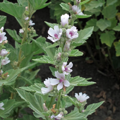 Guimauve officinale
