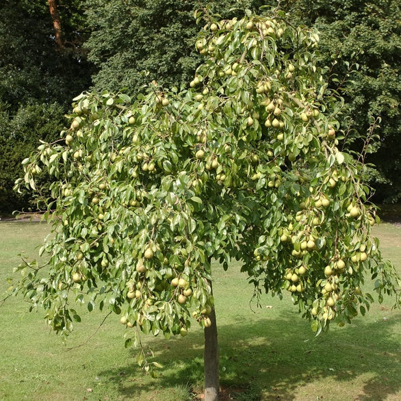 Poire Sainte-Anne Les bons plants du Quercy