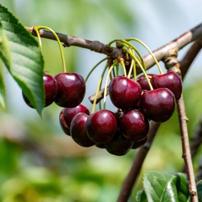 Cerise Bigarreau Hedelfingen Les bons plants du Quercy