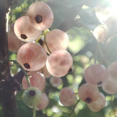 Groseille Versaillaise blanche