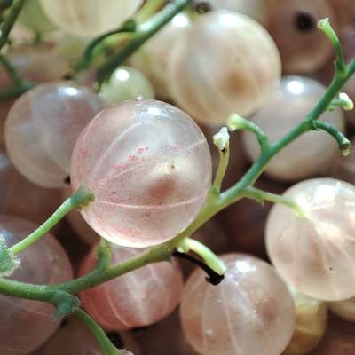 Groseille Versaillaise blanche