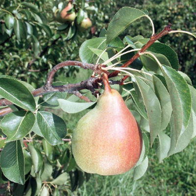 Poire Marguerite Marillat Les bons plants du Quercy