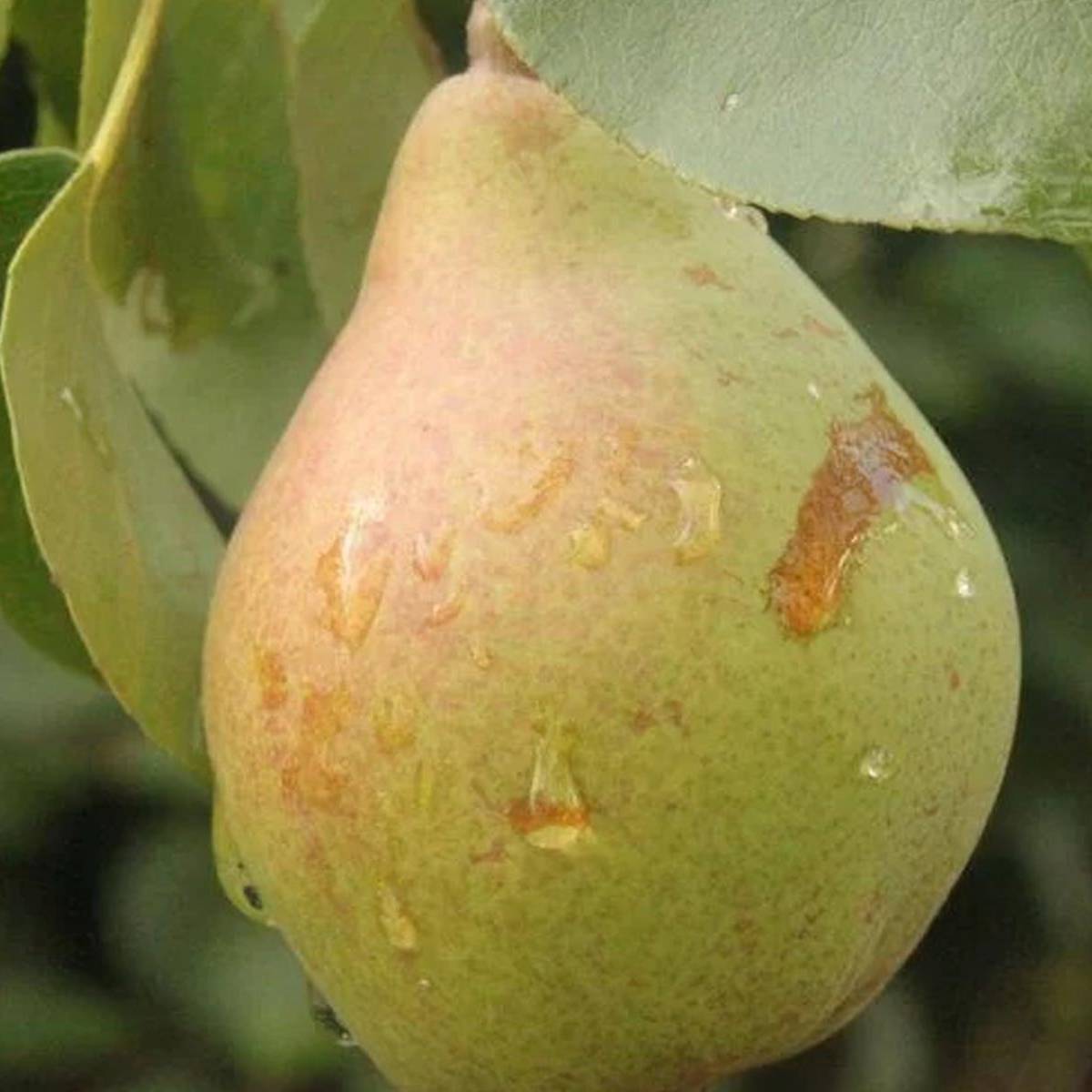 Poire Beurré précoce Morettini Les bons plants du Quercy