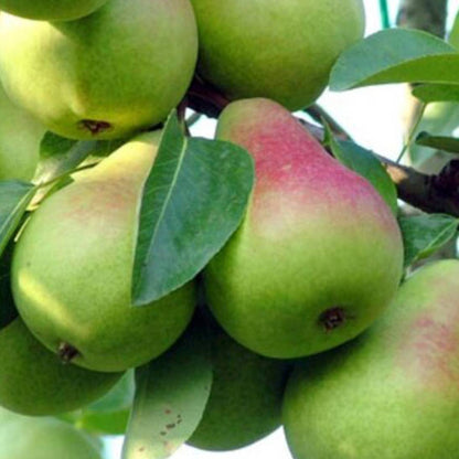 Poire Beurré précoce Morettini Les bons plants du Quercy
