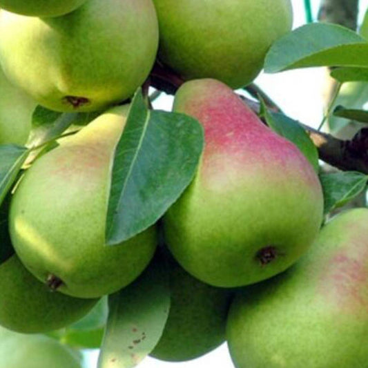 Poire Beurré précoce Morettini Les bons plants du Quercy