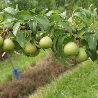 Poire Mouille-Bouche - Jansémine
