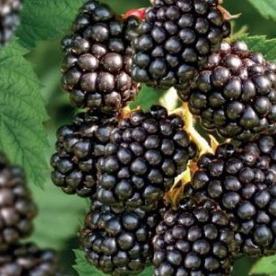 Mûre Triple crown Les bons plants du Quercy