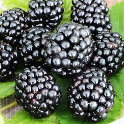 Mûre Triple crown Les bons plants du Quercy