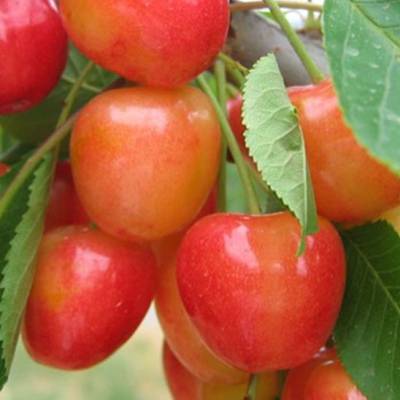 Cerise Bigarreau Napoléon Les bons plants du Quercy
