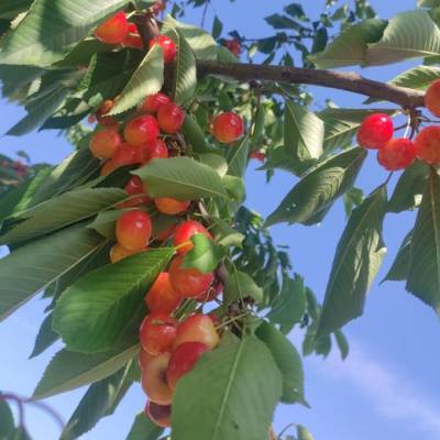 Cerise Bigarreau Napoléon Les bons plants du Quercy
