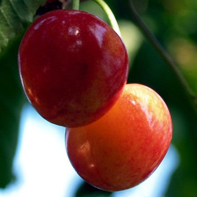 Cerise Bigarreau Napoléon Les bons plants du Quercy