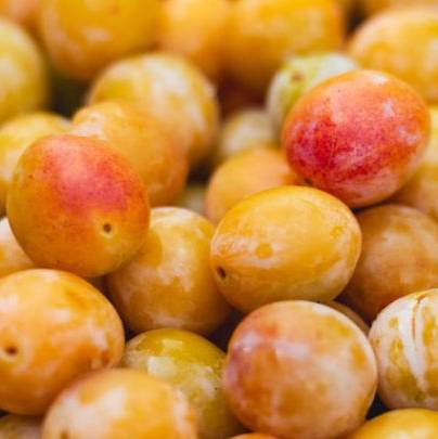 Prune Reine-Claude de Doullens Les bons plants du Quercy
