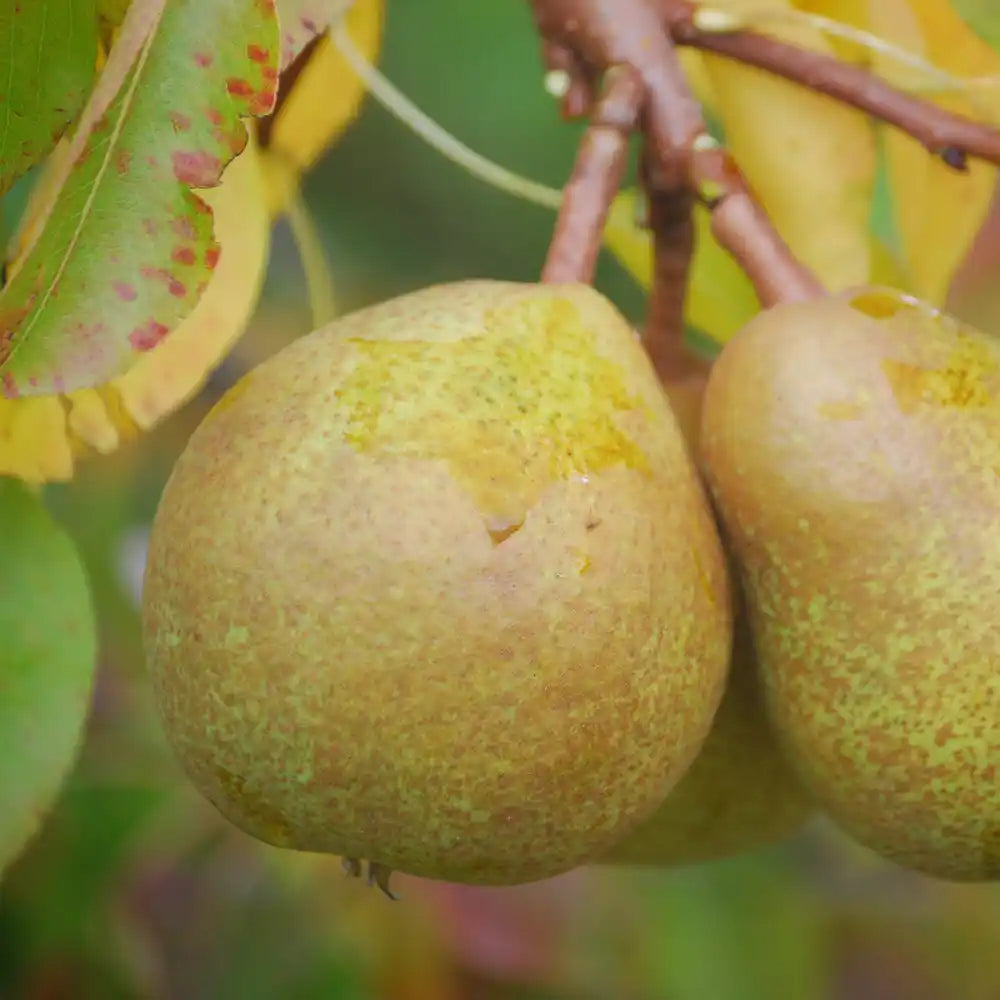 Poire Passe-Crassane Les bons plants du Quercy