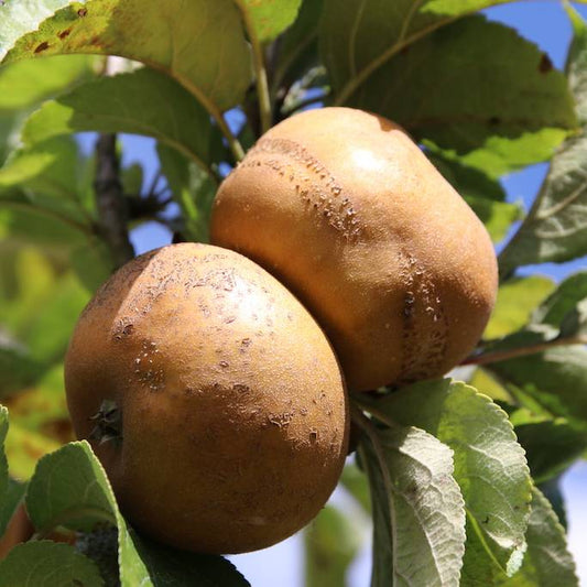 Pomme Patte de loup Les bons plants du Quercy