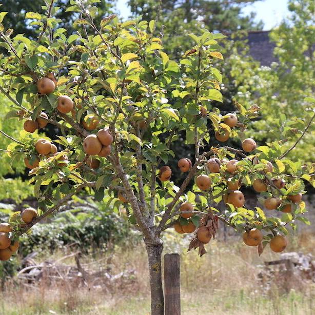 Pomme Patte de loup Les bons plants du Quercy