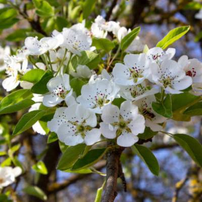 Poire Doyenné du Comice Les bons plants du Quercy