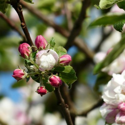 Pomme Charden Les bons plants du Quercy