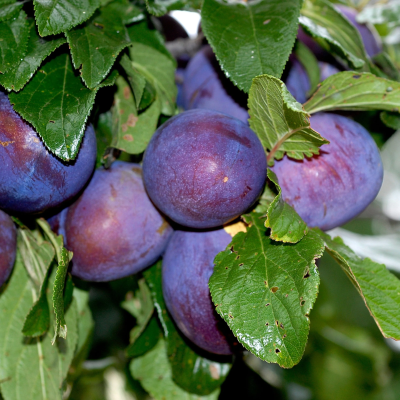 Prune Président
