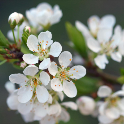 Prune Royale de Montauban