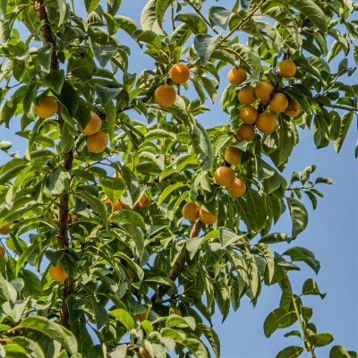 Prune Reine-Claude de Doullens Les bons plants du Quercy