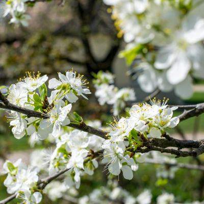 Prune d'Ente Les bons plants du Quercy