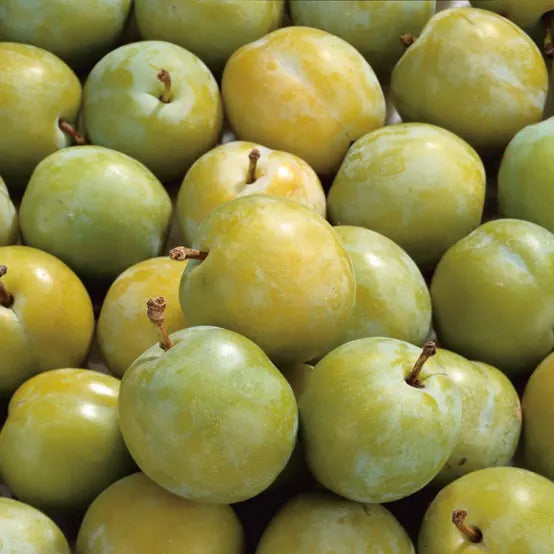 Prune Reine-Claude de Bavay