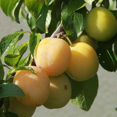Prune Reine-Claude de Montauban