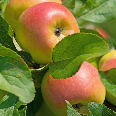 Pomme Reine des reinettes