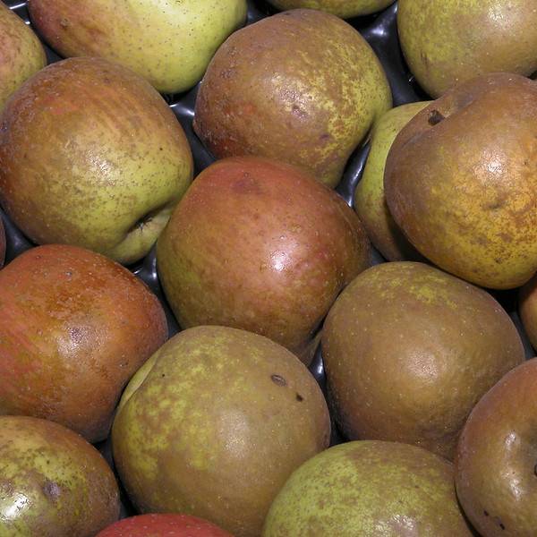 Pomme Reinette de Brive Les bons plants du Quercy