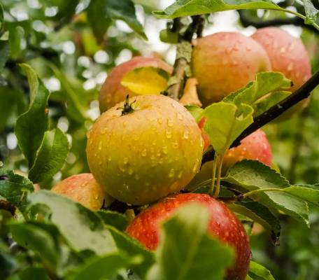 Pomme Reinette de Brive Les bons plants du Quercy