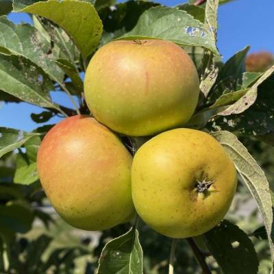 Pomme Reinette Clochard Les bons plants du Quercy
