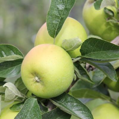 Pomme Reinette Clochard Les bons plants du Quercy