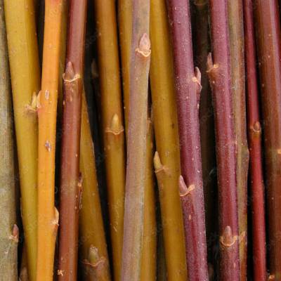 Saule Osier Purpurea Daphnoïdes