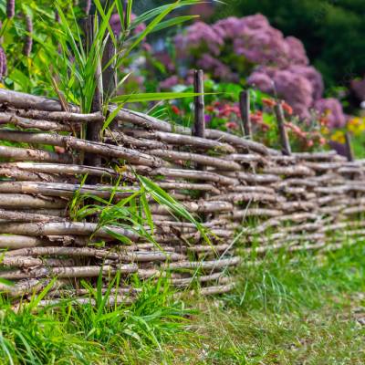 Saule Osier Jaune des vanniers
