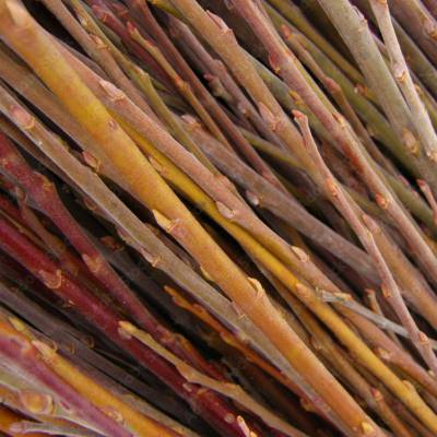 Saule Osier Gravange Nantaise